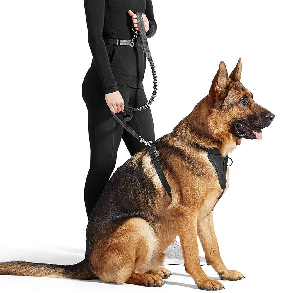 Picture of 212 Main HBL-48RD 4 ft. Hands-free Bungee Leash, Red
