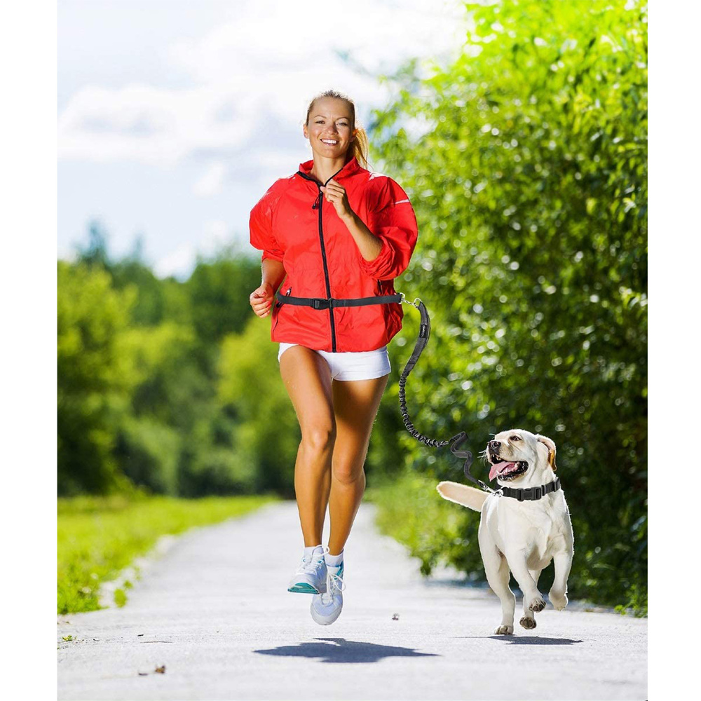 Picture of 212 Main HBL-48RD 4 ft. Hands-free Bungee Leash, Red