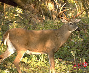 Western Recreation  25 x 32 in. Brown Duramesh Whitetail 3 Archery Target