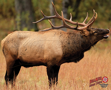 Western Recreation 80234 25 x 32 in. Brown Duramesh Elk 1 Archery Target