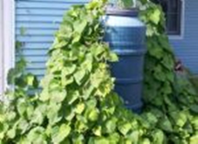 PBN Plastic Barrel Netting