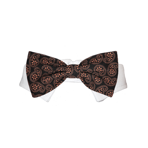 Picture of Pooch Outfitters PGBT-XS Gabriel Bow Tie&#44; Black - Extra Small