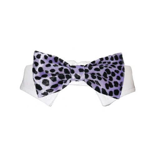 Picture of Pooch Outfitters PRPP-XS Roberto Bow Tie&#44; Purple - Extra Small