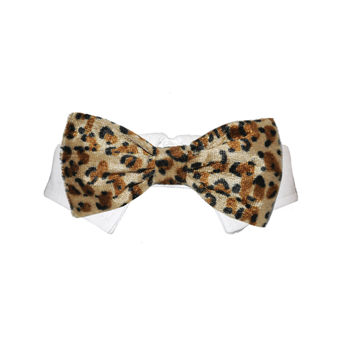 Picture of Pooch Outfitters PRTA-3XL Roberto Bow Tie&#44; Tan - 3XS