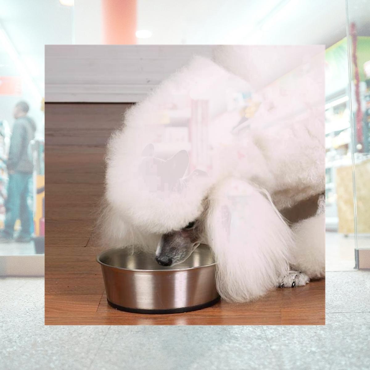 Picture of Pet Pals ZW880 88 Stainless Steel Bowl with Rubber Base 88oz