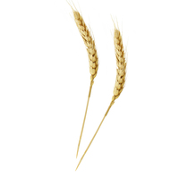 Picture of PacknWood 210BBWH15 Wheat Bamboo Skewer - Case of 500
