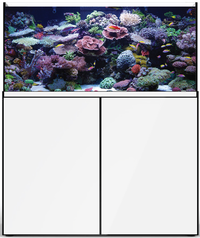 Picture of Aquatic Sealife 686017 4 ft. 150 gal Prostar Rimless Aquarium&#44; White