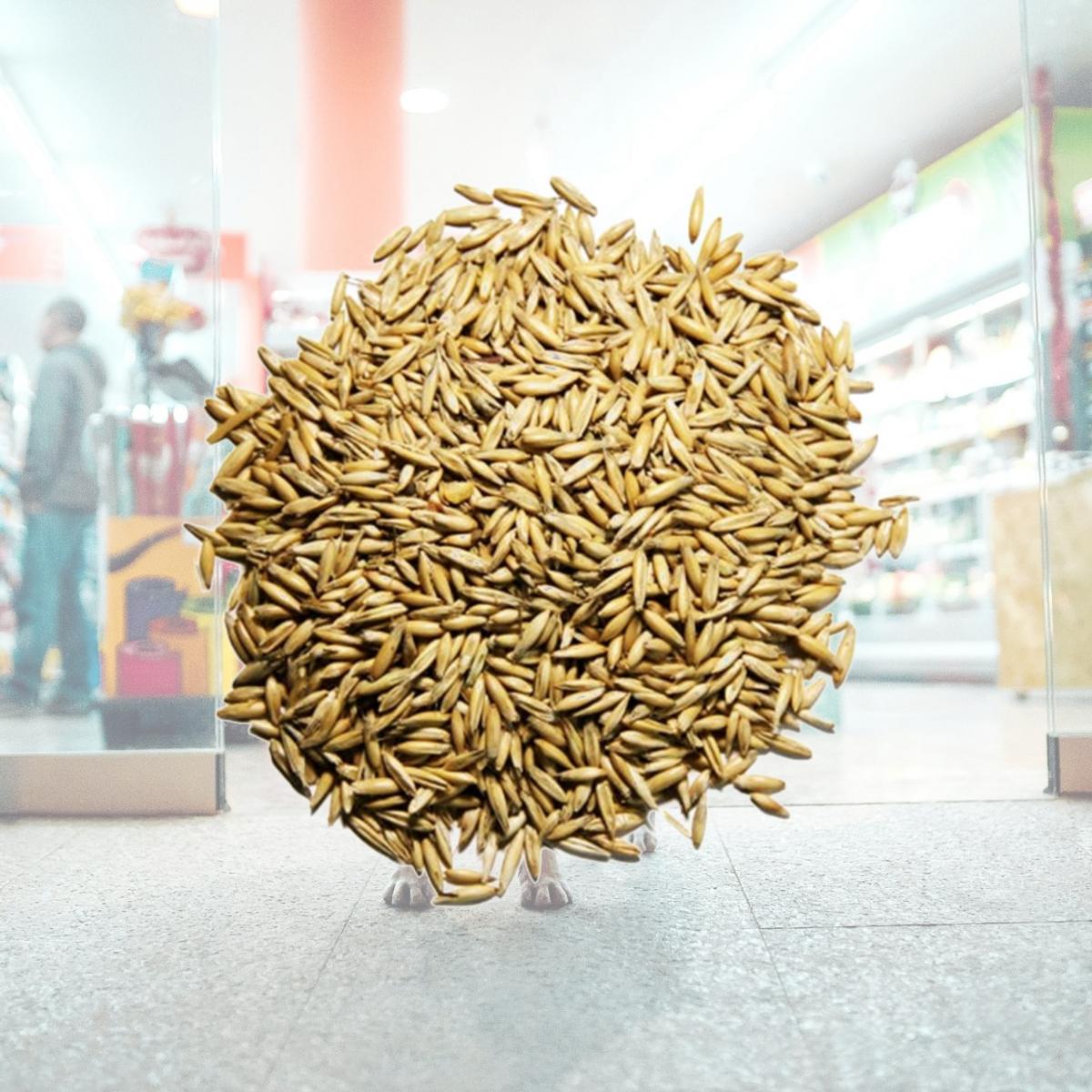 Picture of Prince Premium Feed 001515 50 lbs Oats Animal Feeds Grains