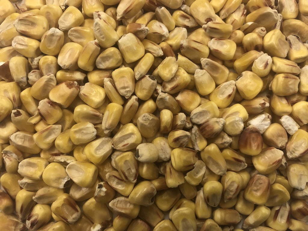 Picture of Prince Premium Feed 1537 No. 50 Bin Run Whole Corn Bird Feed - 25 kg