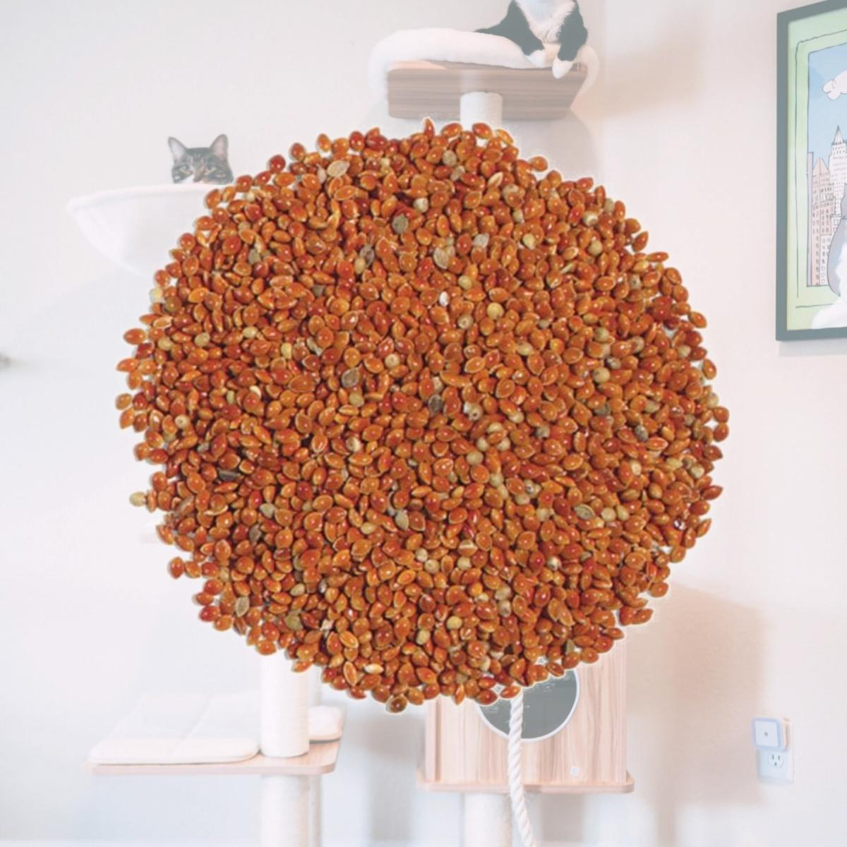 Picture of Natures Select Ingredients 001680 50 lbs Red Millet for Wild Bird Feed
