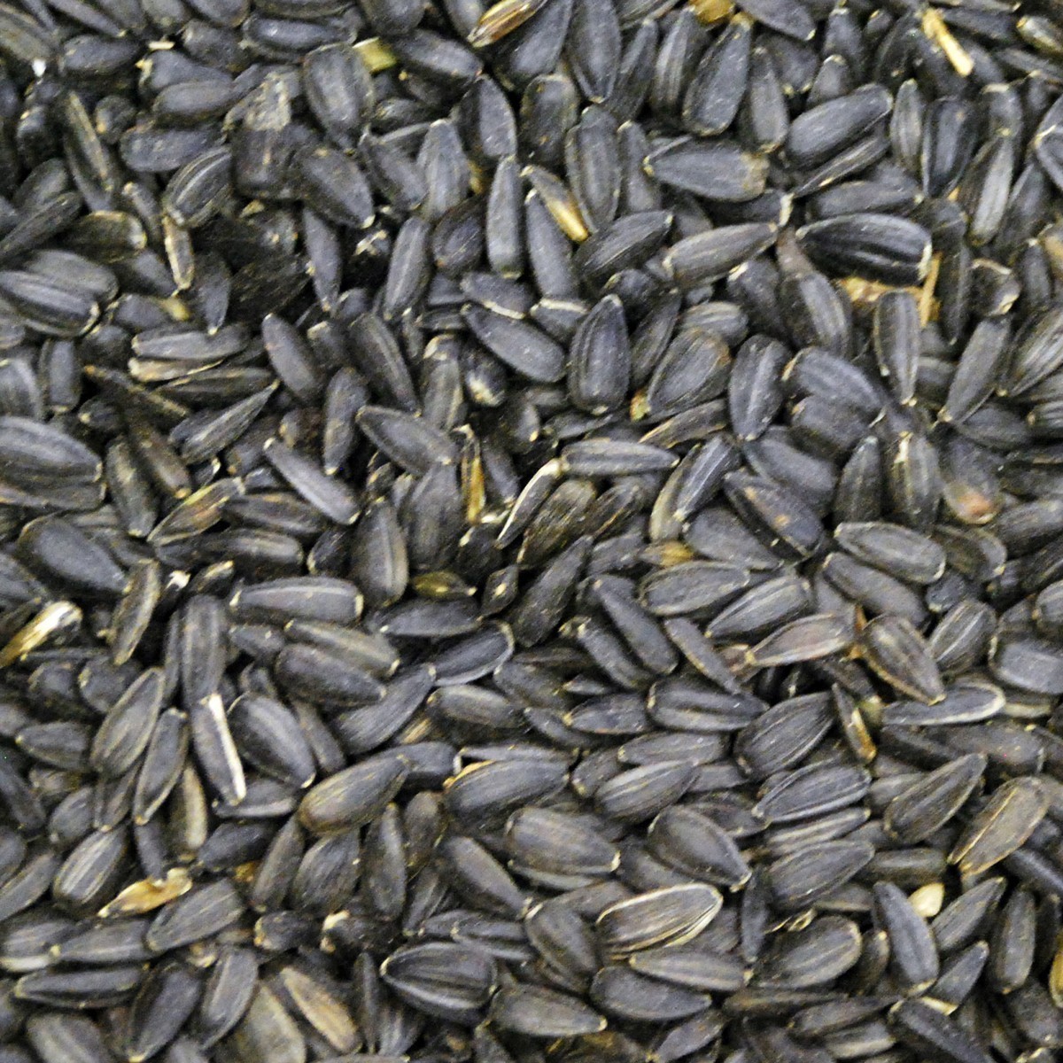 Picture of Prince Wild Bird Seed 111656 50 lbs Black Oil Sunflower for Wild Bird Feed