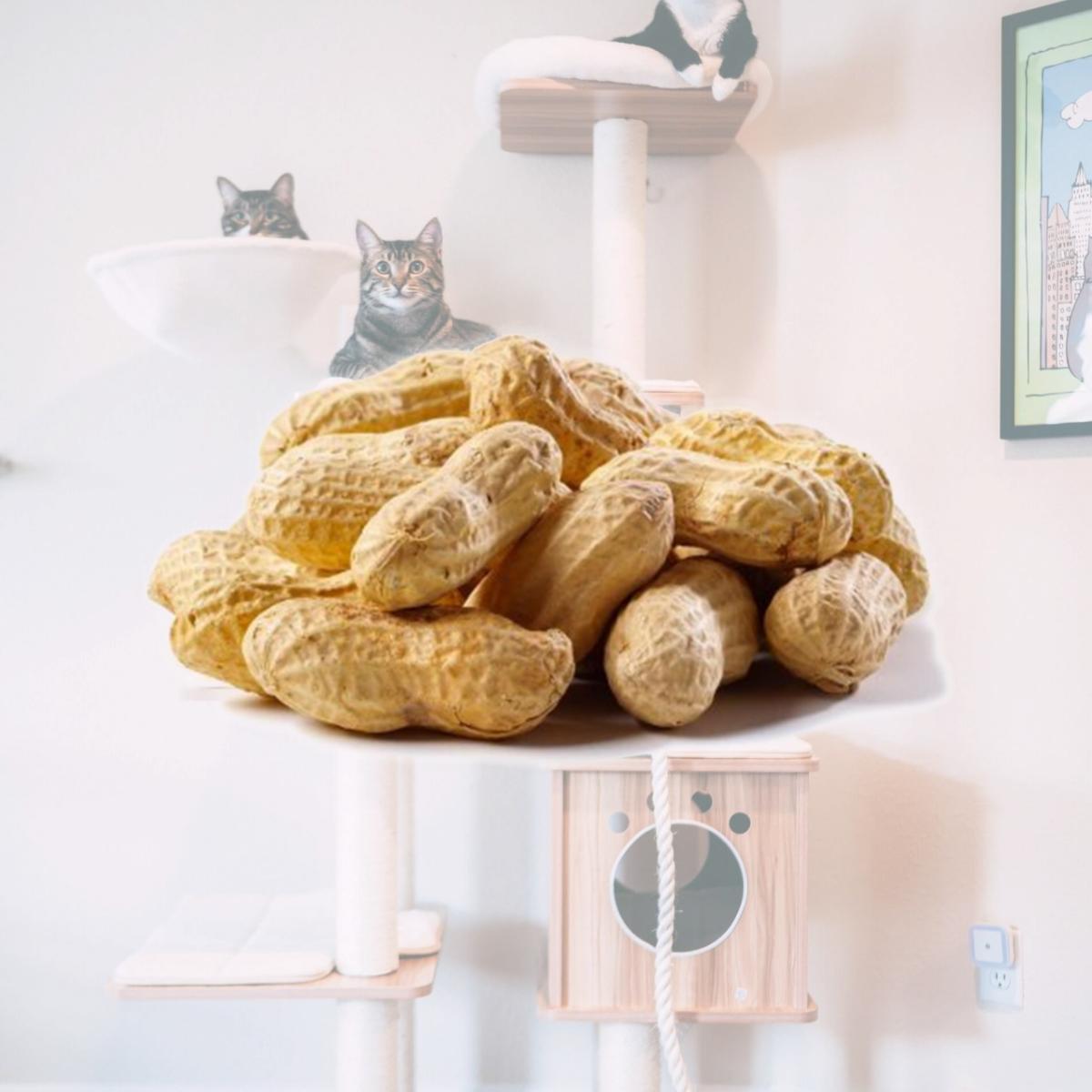 Picture of Natures Select Ingredients 080900 50 lbs Peanuts Raw in Shell for Wild Bird Feed