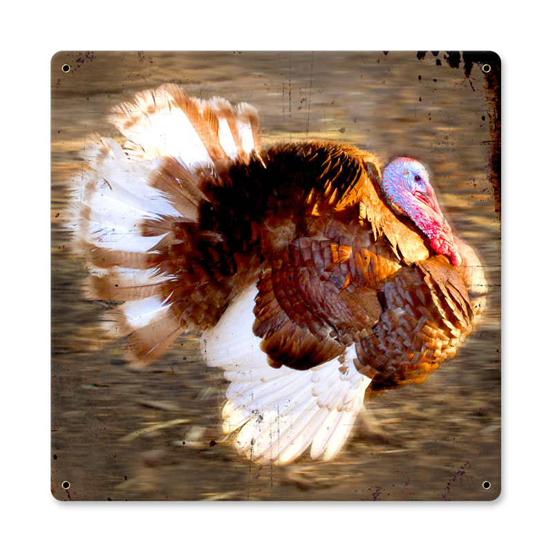 Picture of Angela Faye AIF050 12 x 12 in. Running Turkey Metal Sign