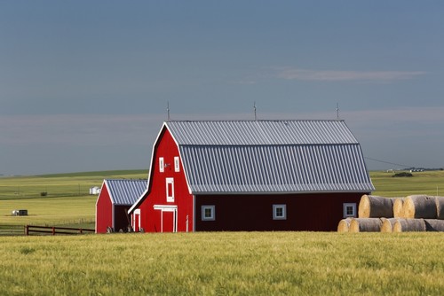 Bright Red Barn with Round Hay Bales in Green Grain Field with Blue Sky - Alberta Canada Poster Print by Michael Interisano, 19 x 12