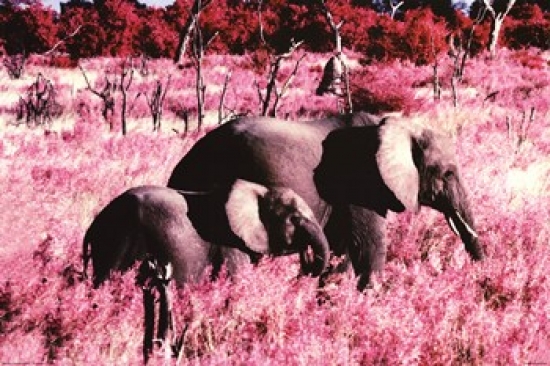 Elephants - Standing Poster Print - 36 x 24 in.