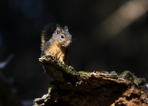 Douglas Squirrel Poster Print by Robert L.Potts, 36 x 26 - Large