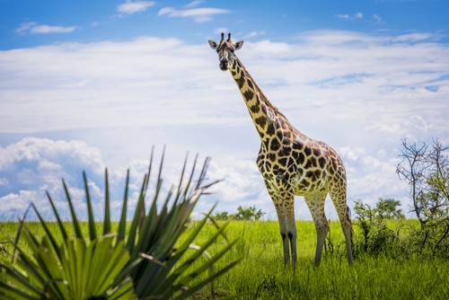 DPI12285275LARGE Giraffe Camelopardalis Murchison Falls National Park - Uganda Poster Print by Reynold Mainse, 38 x 24 - Large
