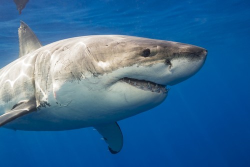 Great White Shark Carcharodon Carcharias - 19 x 12