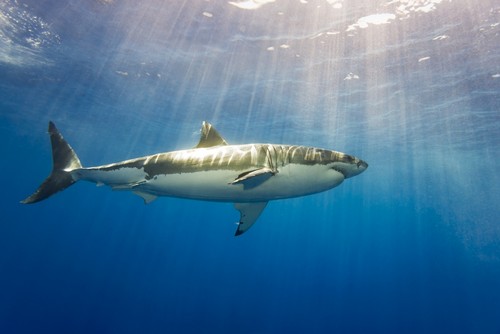 DPI12286136LARGE Great White Shark Carcharodon Carcharias - Guadalupe Island Mexico Poster Print by Dave Fleetham, 38 x 24 - Large
