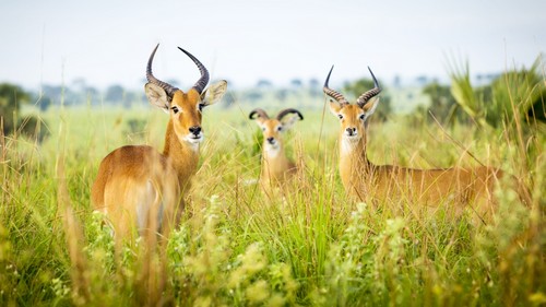 Antelope Murchison Falls National Park - Uganda Poster Print - 20 x 11