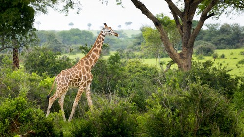 Giraffe Camelopardalis Murchison Falls National Park - Urganda Poster Print by Reynold Mainse, 40 x 22 - Large