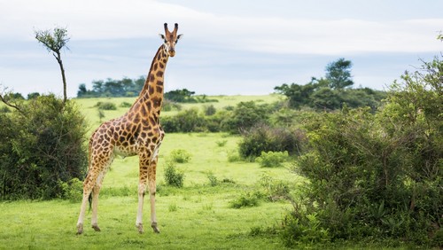 Giraffe Camelopardalis Murchison Falls National Park - Urganda Poster Print by Reynold Mainse - 20 x 11