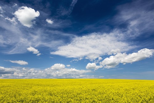 DPI12285330LARGE Flowering Canola Field with Clouds & Blue Sky - Alberta Canada Poster Print by Michael Interisano, 38 x 24 - Large