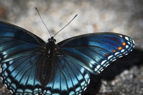 Red-Spotted Butterfly Poster Print by Robert L.Potts, 34 x 22 - Large