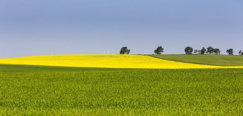 A Flowering Canola Field Framed by Green Fields with Trees & Blue Sky - Acme Alberta Canada Poster Print by Michael Interisano - 44 x 20 - Large