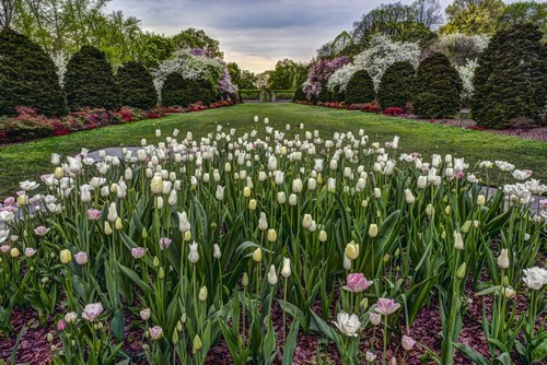 DPI12284603 Tulip Garden Brooklyn Botanic Garden - New York City United States of America Poster Print by F. M. Kearney, 19 x 12