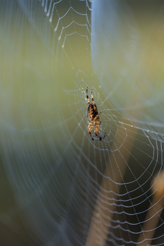 An Orb Weaver Spider Poster Print by Robert L.Potts, 22 x 34 - Large