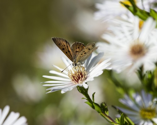 Copper Butterfly Poster Print by Robert L.Potts, 34 x 28 - Large