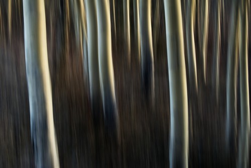 DPI12287370 Artistic View of Aspen Trees Using A Vertical Panning Technique - Carcross Yukon Canada Poster Print by Robert Postma, 19 x 12