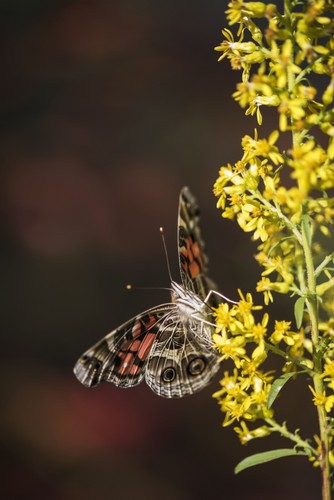 Painted Lady Butterfly Poster Print by Robert L.Potts - 24 x 38 - Large