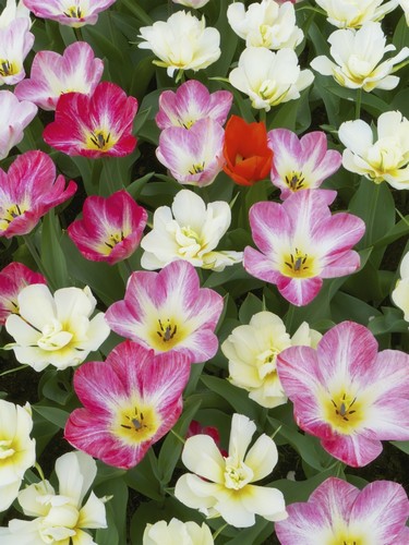 DPI12287656 Flowers At Keukenhof Gardens - Amsterdam Holland Poster Print by Tania Cagnoni, 14 x 19