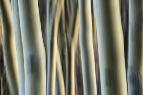 DPI12287659 Artistic View of Aspen Trees Using A Vertical Panning Technique - Carcross Yukon Canada Poster Print by Robert Postma, 19 x 12