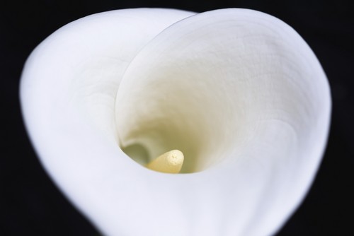 DPI12287982 Close Up of White Arum Or Calla Lily Shot from Above Against A Black Background - London England Poster Print by Nick Dale, 18 x 12 -  Posterazzi