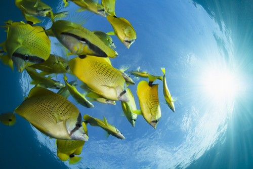 DPI12288521LARGE Schooling Milletseed Butterflyfish Poster Print by David Fleetham, 38 x 24 - Large