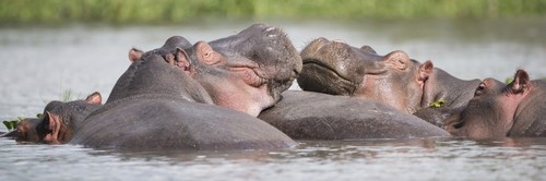 DPI12287931LARGE Two Hippos Hippopotamus Amphibius in a Group in a Lake Resting Their Heads On Poster Print by Nick Dale, 36 x 12 - Large