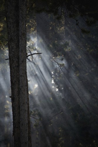 Smoky Sunlight Filtering Through The Trees in a Forest Yellowstone National Poster Print by Nick Dale, 24 x 38 - Large