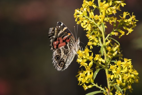 Painted Lady Butterfly Poster Print by Robert L.Potts, 38 x 24 - Large