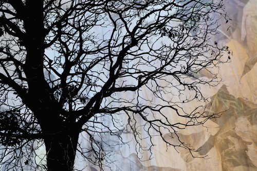 Tree Skeleton Layer Over Opaque Image of Leaves Using Camera Movement - Vancouver British Columbia Canada Poster Print by Judi Angel, 19 x 12