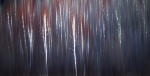 DPI12290189LARGE Abstract Trees with Motion Blur - Alberta Canada Poster Print by Ron Harris, 42 x 22 - Large