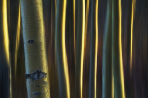DPI12287387 Artistic View of Aspen Trees Using A Vertical Panning Technique - Carcross Yukon Canada Poster Print by Robert Postma, 19 x 12