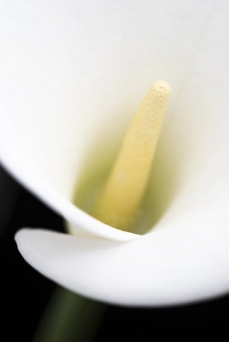 DPI12287988LARGE Close Up of Blurred Centre of White Arum Or Calla Lily Zantedeschia Poster Print by Nick Dale, 24 x 38 - Large -  Posterazzi