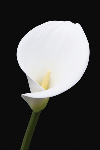 DPI12288004 Close Up of White Arum Or Calla Lily Shot from The Front Against A Black Background - London England Poster Print by Nick Dale, 12 x 18 -  Posterazzi