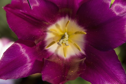 Red Tulip Andre Rieu Tulipa New York Botanical Garden - New York City United States of America Poster Print by F. M. Kearney, 19 x 12