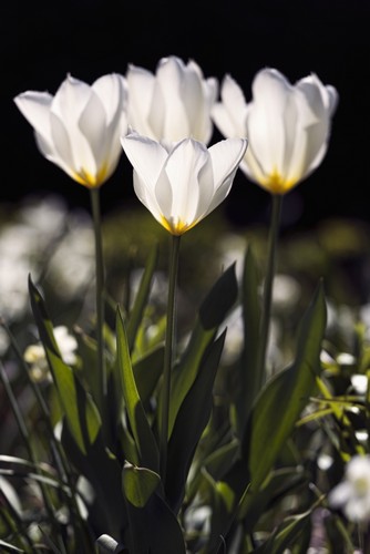 Backlit Tulips Liliaceae New York Botanical Garden - New York City United States of America Poster Print by F. M. Kearney - 12 x 19