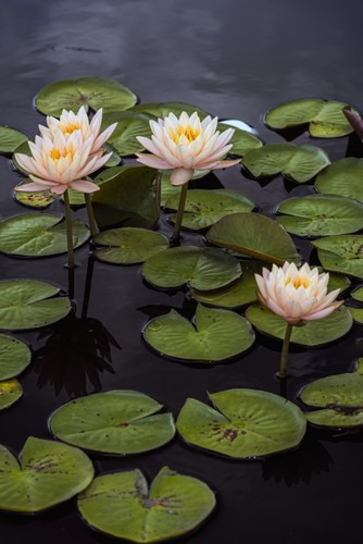 Hardy Waterlilies Clyde Ikins New York Botanical Garden - New York City United States of America Poster Print by F. M. Kearney - 12 x 19