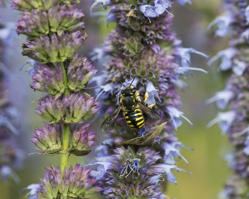 DPI12284943 A Bee Fuels Up On Nectar from Flowers in a Garden - Astoria Oregon United States of America Poster Print by Robert L.Potts, 17 x 13